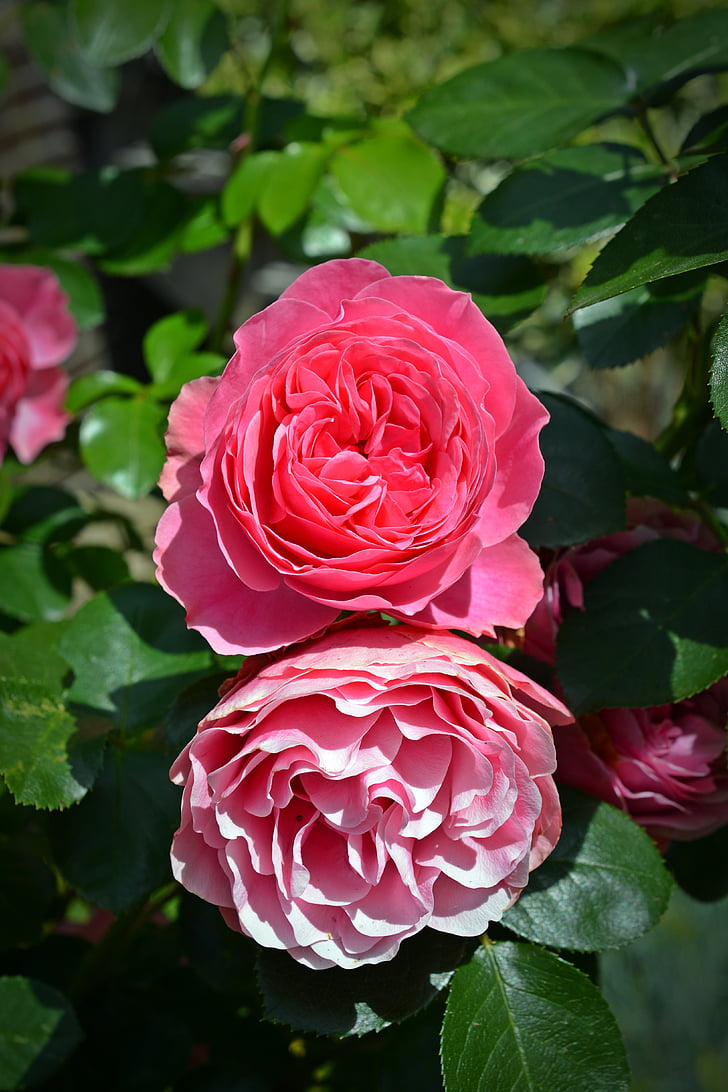 rosa, Blossom, Bloom, colore rosa è aumentato, Fioriture Rose, Rose da giardino, fiore