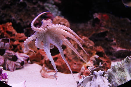 Octopus, Kraken, Océano, animal, acuario, pescado, mundo del océano de Tailandia