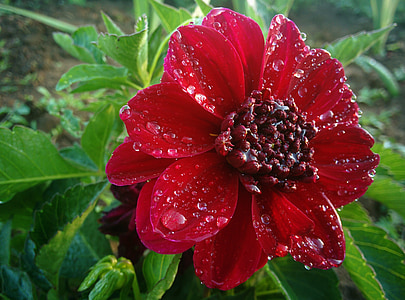 flower, water drop, wet, rain, red