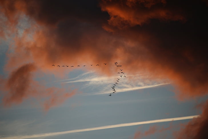 moln, Sky, Bird migration, mörka moln, kvällshimmel, solnedgång, flygande