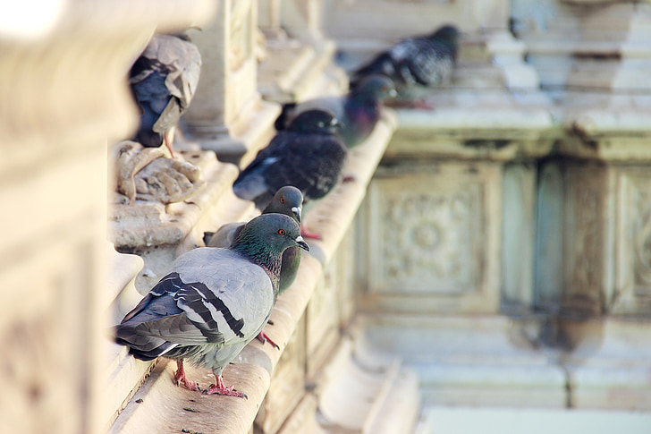 pigeon, fountain, italy, piazza, siena