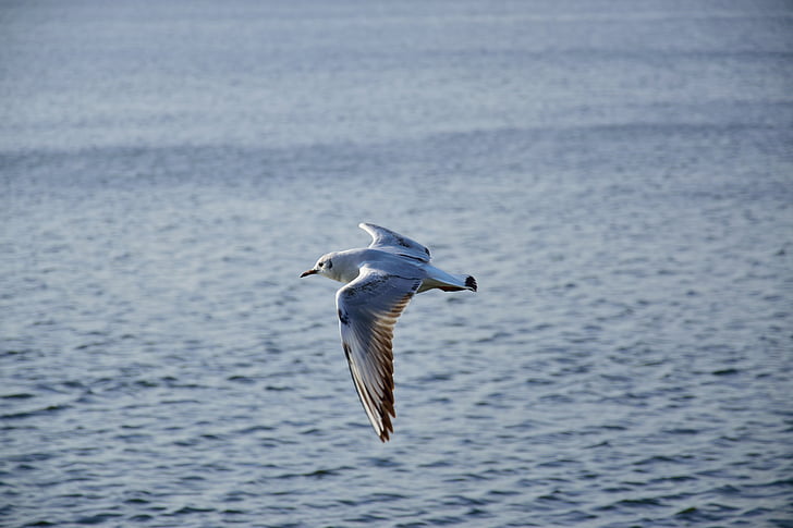 Seagull, fågel, flyg, naturen, vingar, sjön, djur