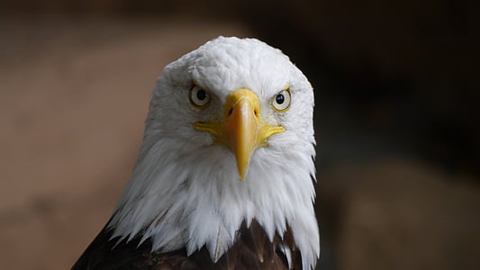 animal, pico, pájaro, Close-up, águila, con plumas, vuelo