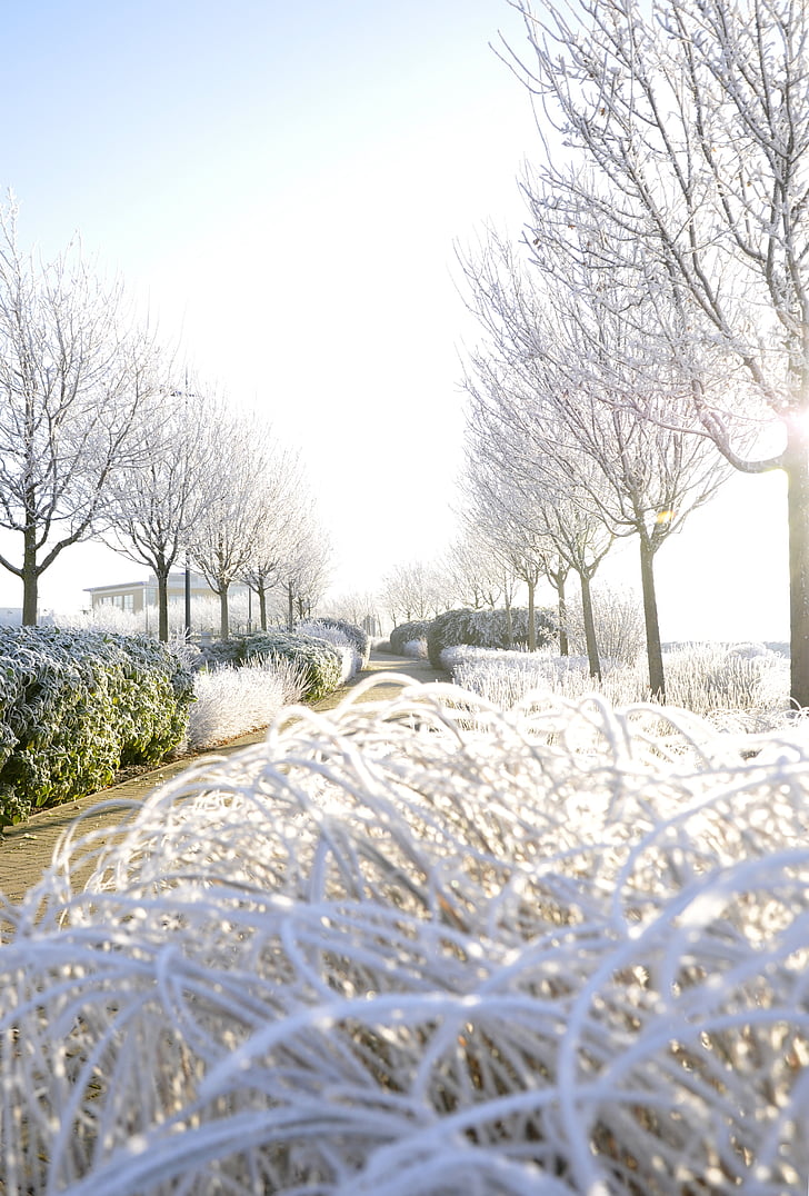 talvi, Frost, kylmä, puu, Ice