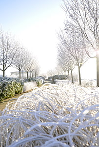 talvi, Frost, kylmä, puu, Ice