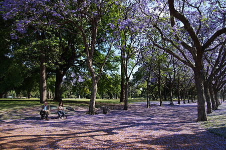 Jacaranda cây, cây, công viên, màu tím, Lilac, cảnh quan, hoang dã