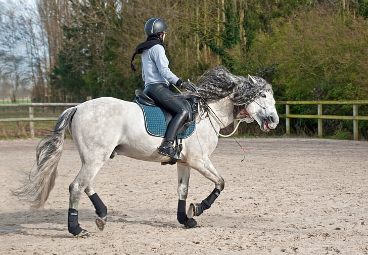 arklys, Cavaliere, Jodinėjimas žirgais, veikia, judesio, konkurencijos, greitis