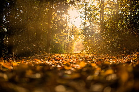 rudenį, rudenį, miško, lapai, kelias, kelias, medžiai