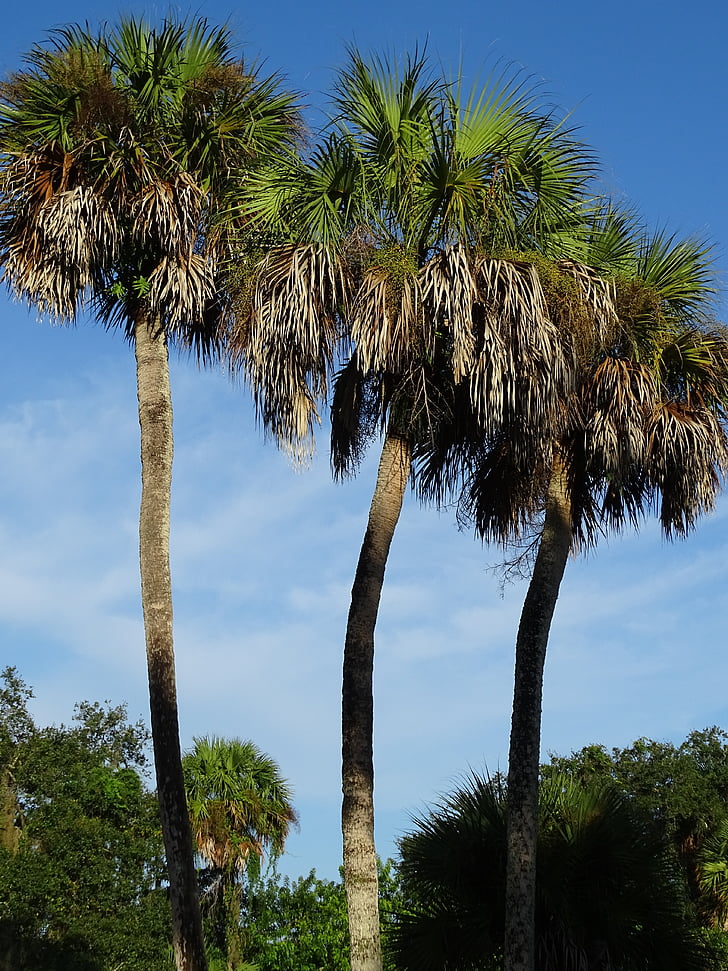 palm trees, tropical, palm, tree, nature, landscape, green