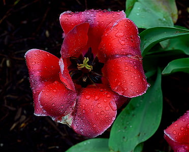 Tulip, merah, musim semi, mekar, basah, embun, tetesan