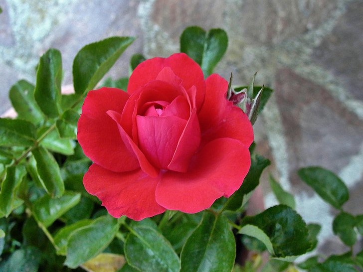 Rosa, Rossa, květ