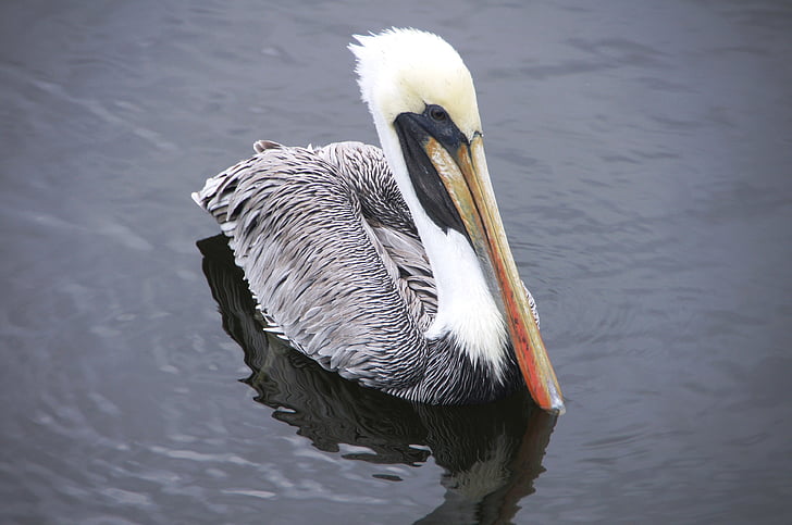 Pelikan, mar, nadar, Pelican, pájaro, naturaleza, flora y fauna