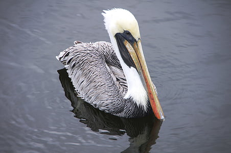 pelikan, sea, swim, pelican, bird, nature, wildlife
