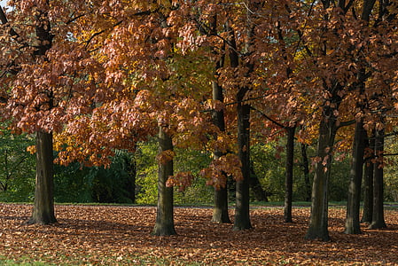 rudens, sausajām lapām, daba, sarkana, rudens meža parks, Torino, parks