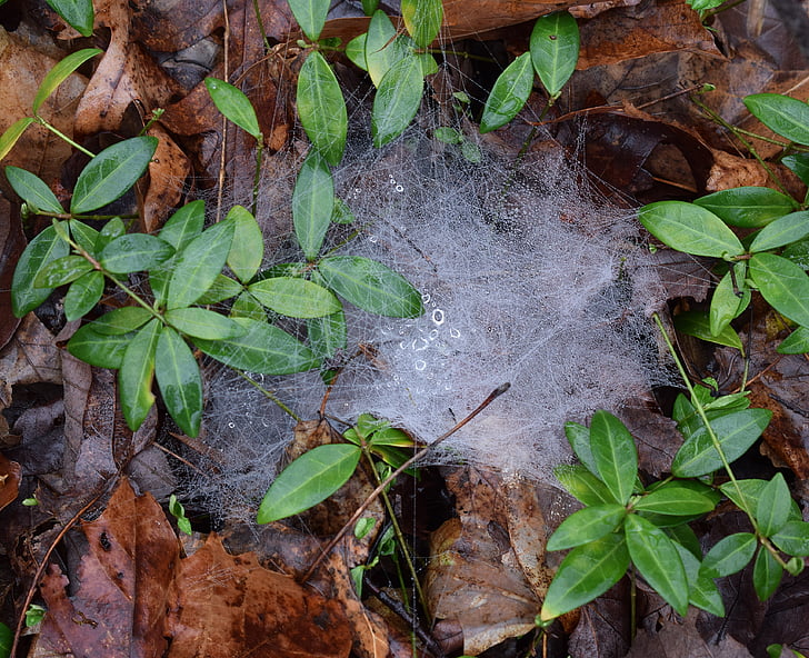 spiderwebs with raindrops, forest floor, nature, a night's spinning, spider, web, spring