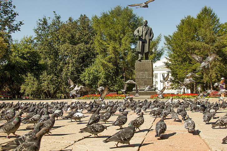 pigeons, Lénine, zone, oiseaux, été, arbre, aucun peuple