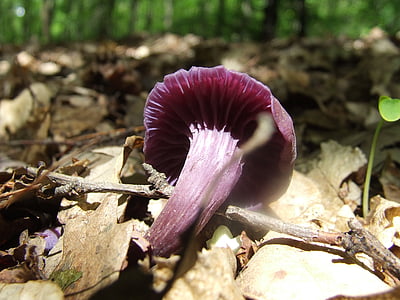 houby, Les, Příroda, Avar, fialový Májovka