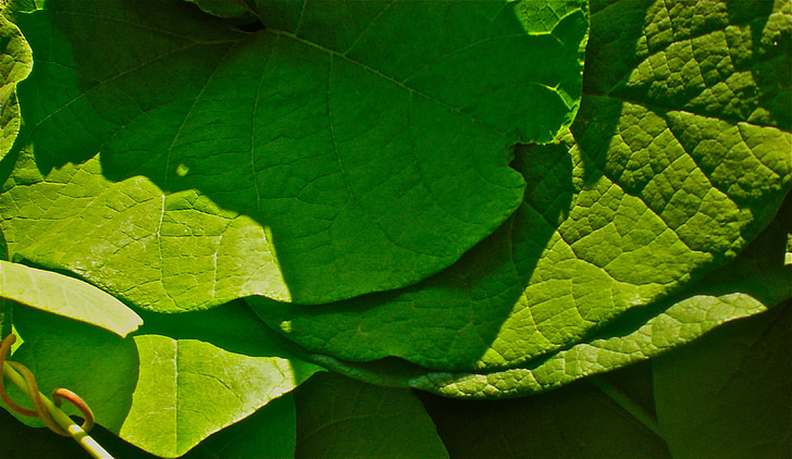 blad, grøn, haven, natur