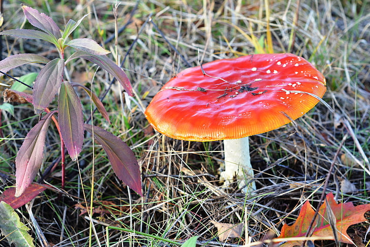 amanita, red, mushroom, autumn, falling leaves, toxic, fly agaric red