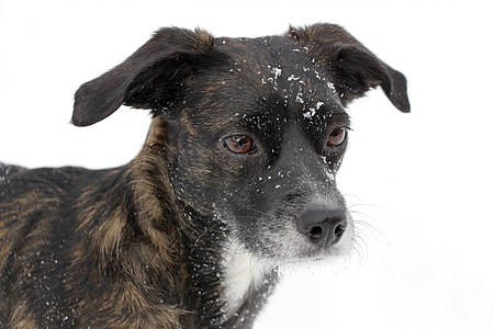 dog, portrait, black, snow, face, cute, furry