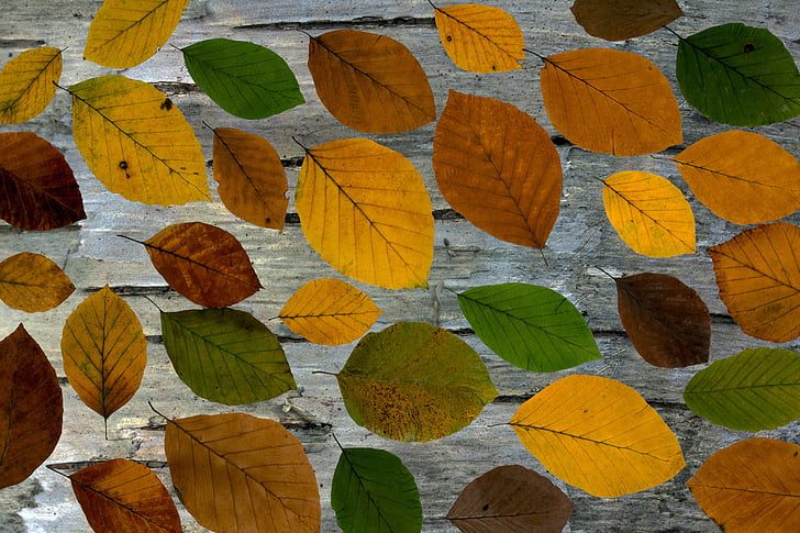 lišće, pravi listovi, bokserice, šarene, pozadina, jesen lišće, boje jeseni