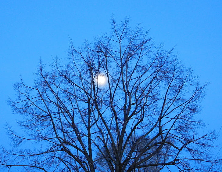 biru, bulan, pohon, cabang, langit, malam, siluet