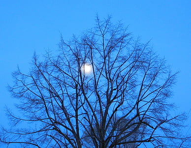 zila, mēness, koks, filiāles, debesis, naktī, siluets