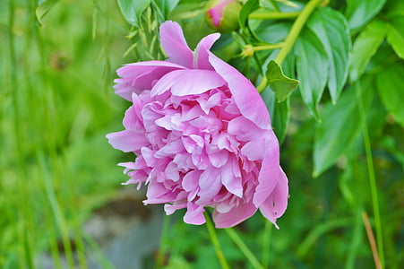 Pfingstrose, Blume, Blumengarten, Rosa, Blüte, Bloom, Natur