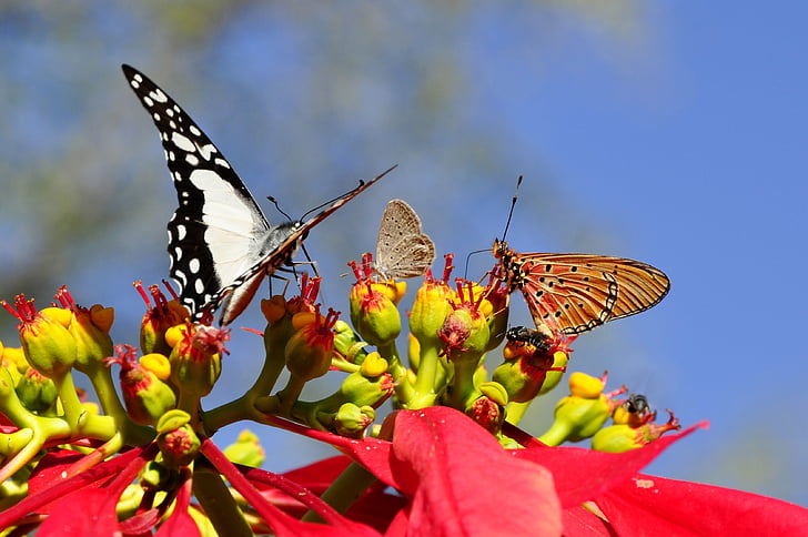 Schmetterlinge, Weihnachtsstern, die Welt der Tiere, Flora, Fauna, Euphorbia pulcherrima, Adventsstern