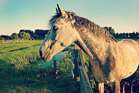 animal, equinos, granja, cerca de, campo, hierba, caballo