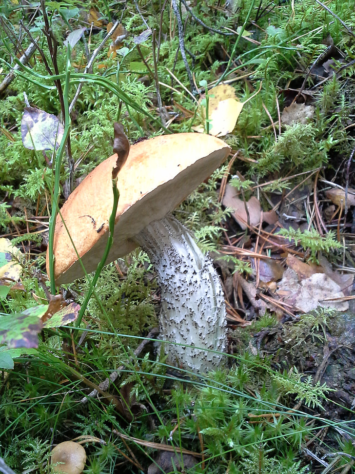 mushroom, forest, girolle, autumn, mushrooms, nature