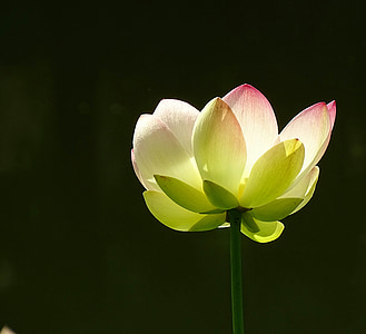 flor, Lotus, planta, flor de loto, planta acuática, naturaleza