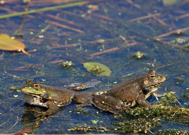 frog, frogs, pond, animal, amphibian, water, close-up