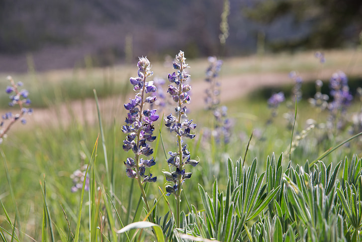 flors, Wyoming, muntanya, natura, flor, porpra, l'estiu