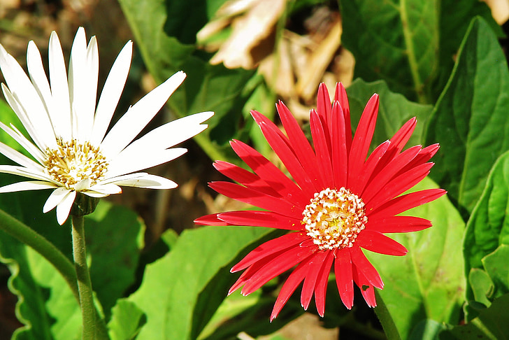 Blume, Blüte, rot, weiß, Natur