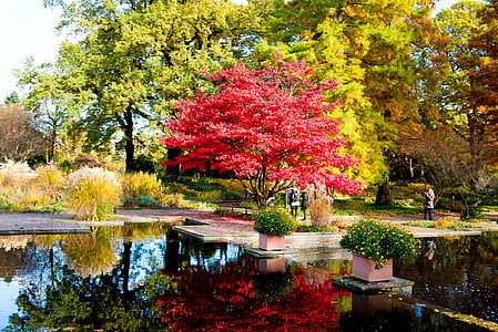 hamburg, park, autumn colours, autumn, planned and plomen, pond, reflection