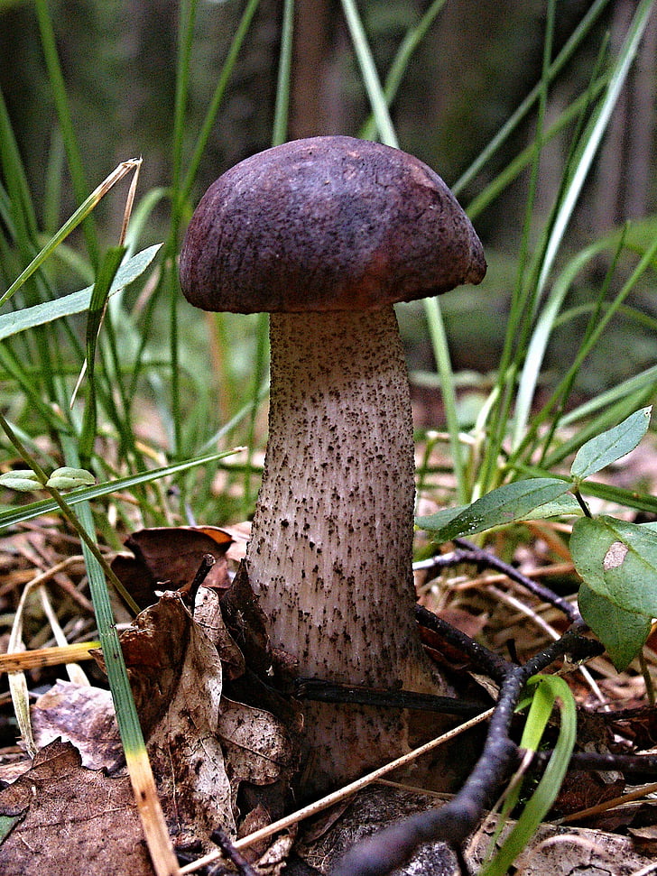close-up, comida, cogumelo, cogumelo venenoso, natureza, fungo, floresta