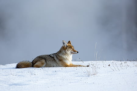 coyote, wildlife, nature, snow, predator, reclining, wilderness