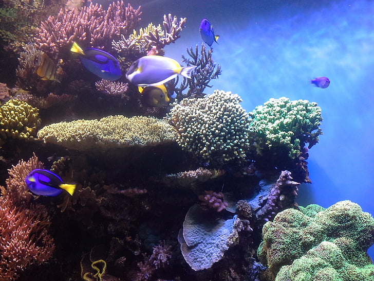 coral reef, corals, aquarium, monterey bay aquarium, fish, sea, underwater