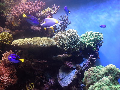 koraalrif, koralen, Aquarium, Monterey bay aquarium, vis, zee, onderwater