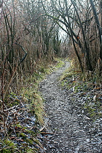 trail, away, path, walk, water, reed, thicket