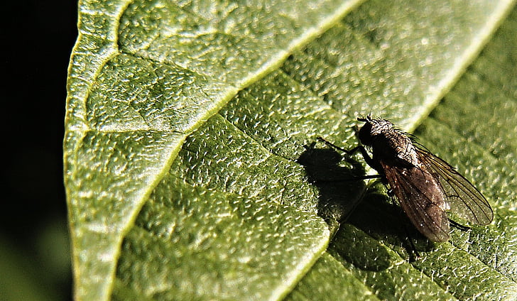 fly, insect, sheet, macro, green, morning