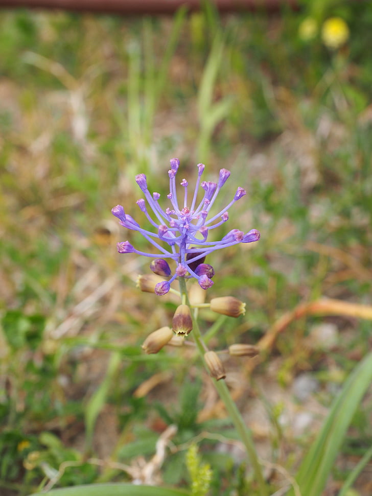 Schopf-druif hyacint, Blossom, Bloom, bloem, Violet, buisvormig, langwerpige
