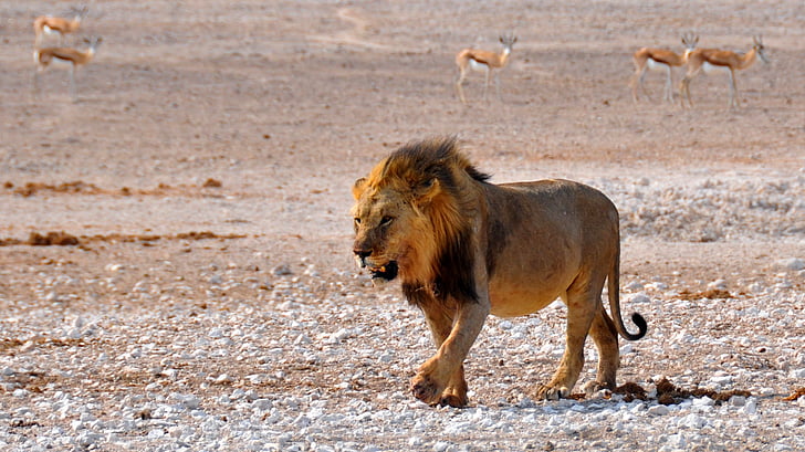Лъв, Африка, Намибия, природата, сухо, Национален парк, животни