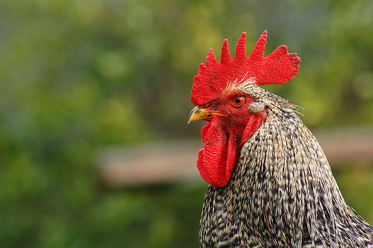 cock, animal, chicken, red, nature, farm, chicken - Bird
