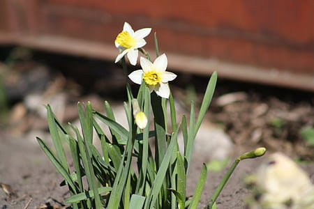 jaro, Příroda na jaře, květ, Bloom, bílá, zelená, tráva