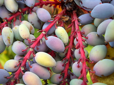 mahonia, Berry, daun kulit, buah