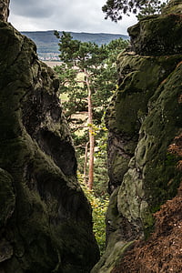 pine, rock, crevice, view, by looking, devil's wall, resin