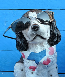animal, cão, óculos de sol, sol, engraçado, Frísia, cachecol