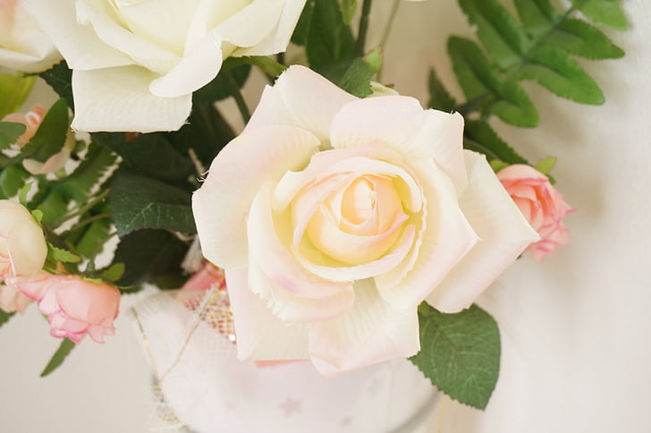 Rózsa, Rózsafélék (Rosaceae), rózsaszín, fehér